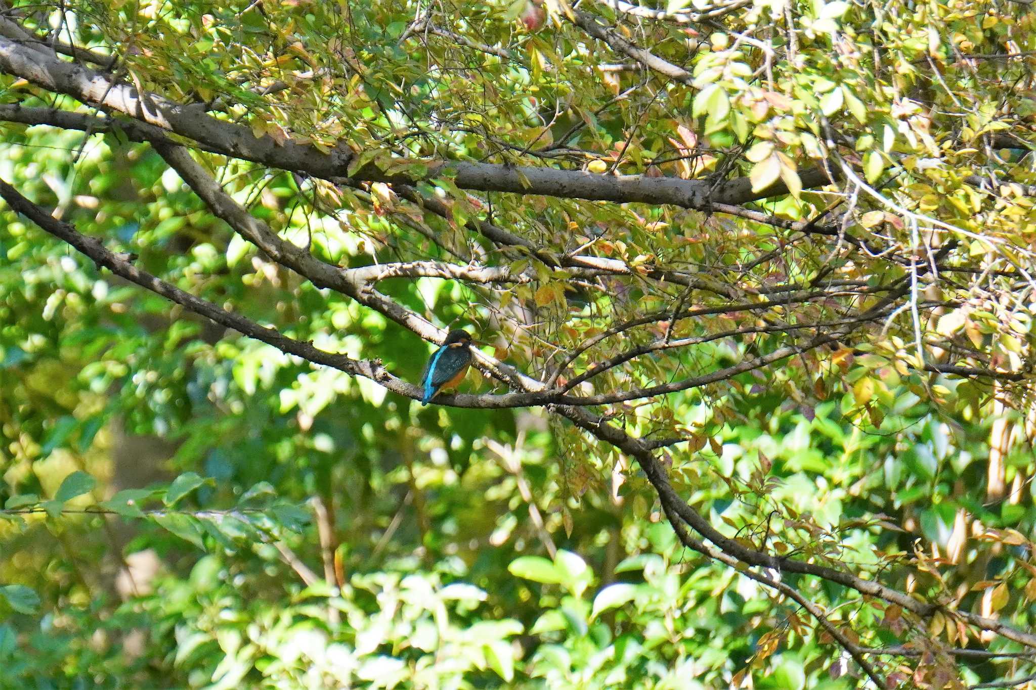 Photo of Common Kingfisher at 大阪府 by jasmine