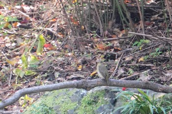 Narcissus Flycatcher 大阪府 Thu, 11/3/2022