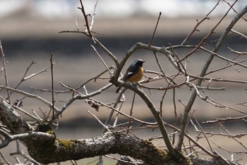 Daurian Redstart 芥川 Sat, 2/17/2018