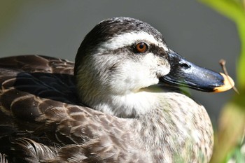 カルガモ 善福寺公園 2022年11月3日(木)