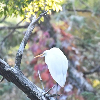 ダイサギ 善福寺公園 2022年11月3日(木)