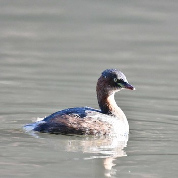 カイツブリ 善福寺公園 2022年11月3日(木)