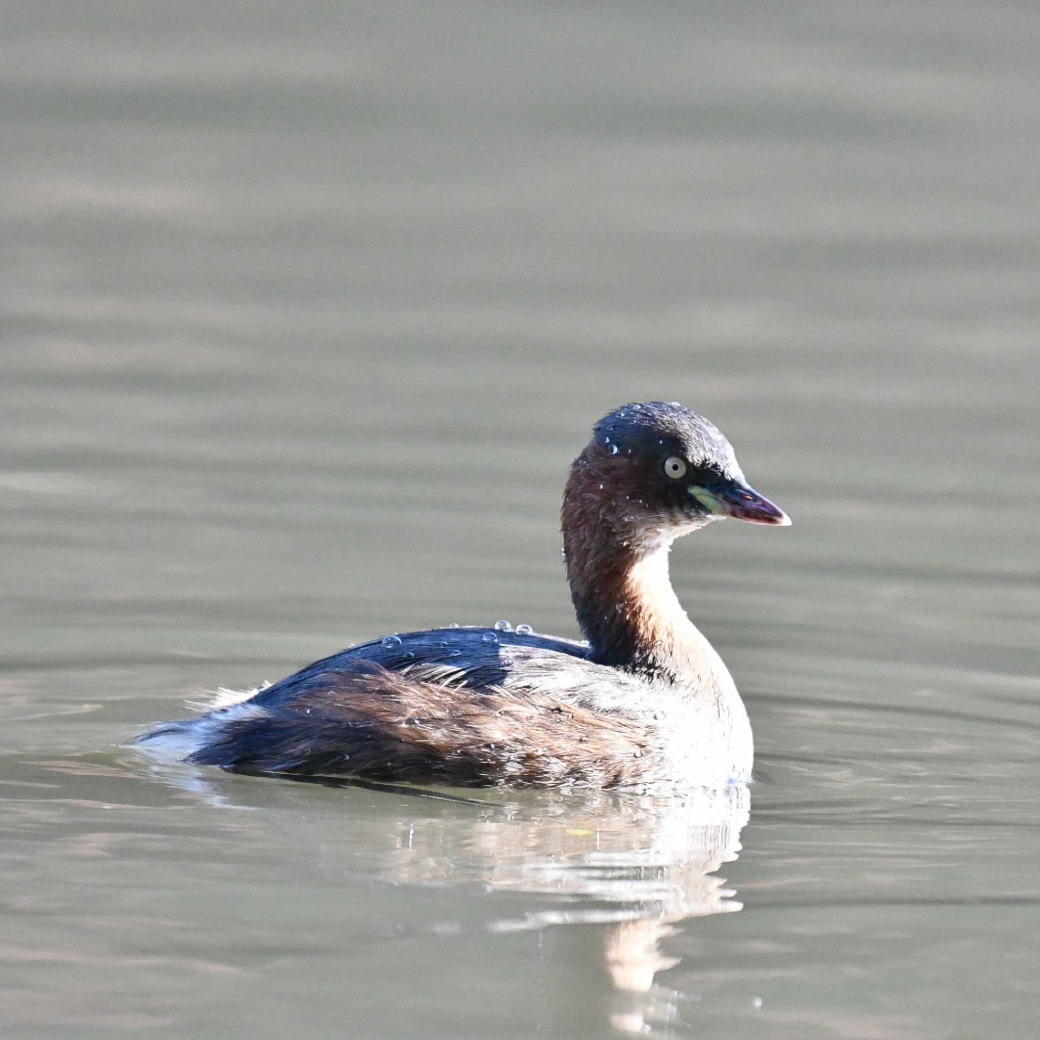 善福寺公園 カイツブリの写真 by オガワミチ