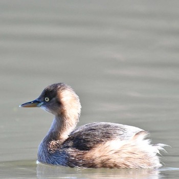 2022年11月3日(木) 善福寺公園の野鳥観察記録