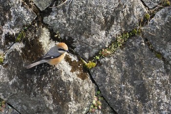 Bull-headed Shrike 芥川 Sat, 2/17/2018