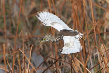 2022年11月3日(木) 明石市の野鳥観察記録