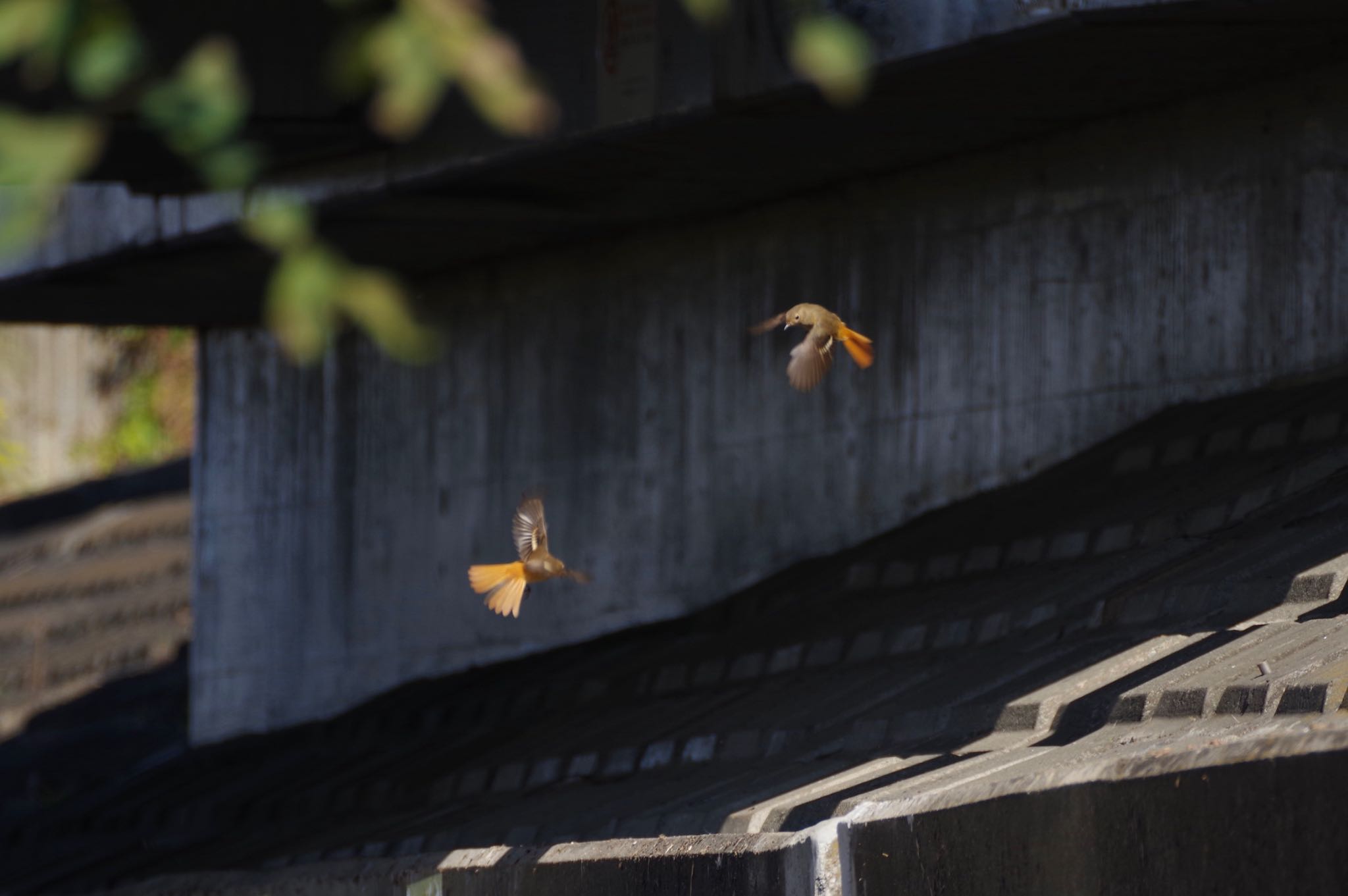 多摩川 睦橋近辺 ジョウビタキの写真 by amy