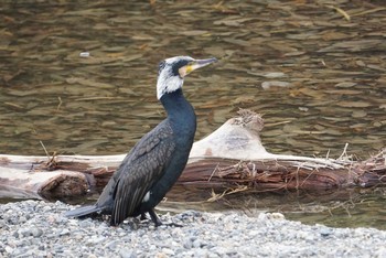 Great Cormorant 芥川 Sat, 2/17/2018