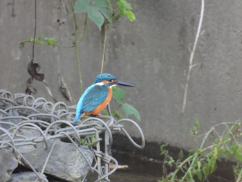 Common Kingfisher 埼玉県川口市 Thu, 11/3/2022