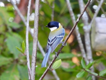 Japanese Tit 馬見丘陵公園 Thu, 11/3/2022