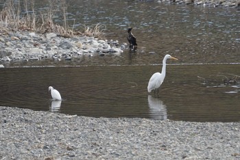 Great Egret 芥川 Sat, 2/17/2018