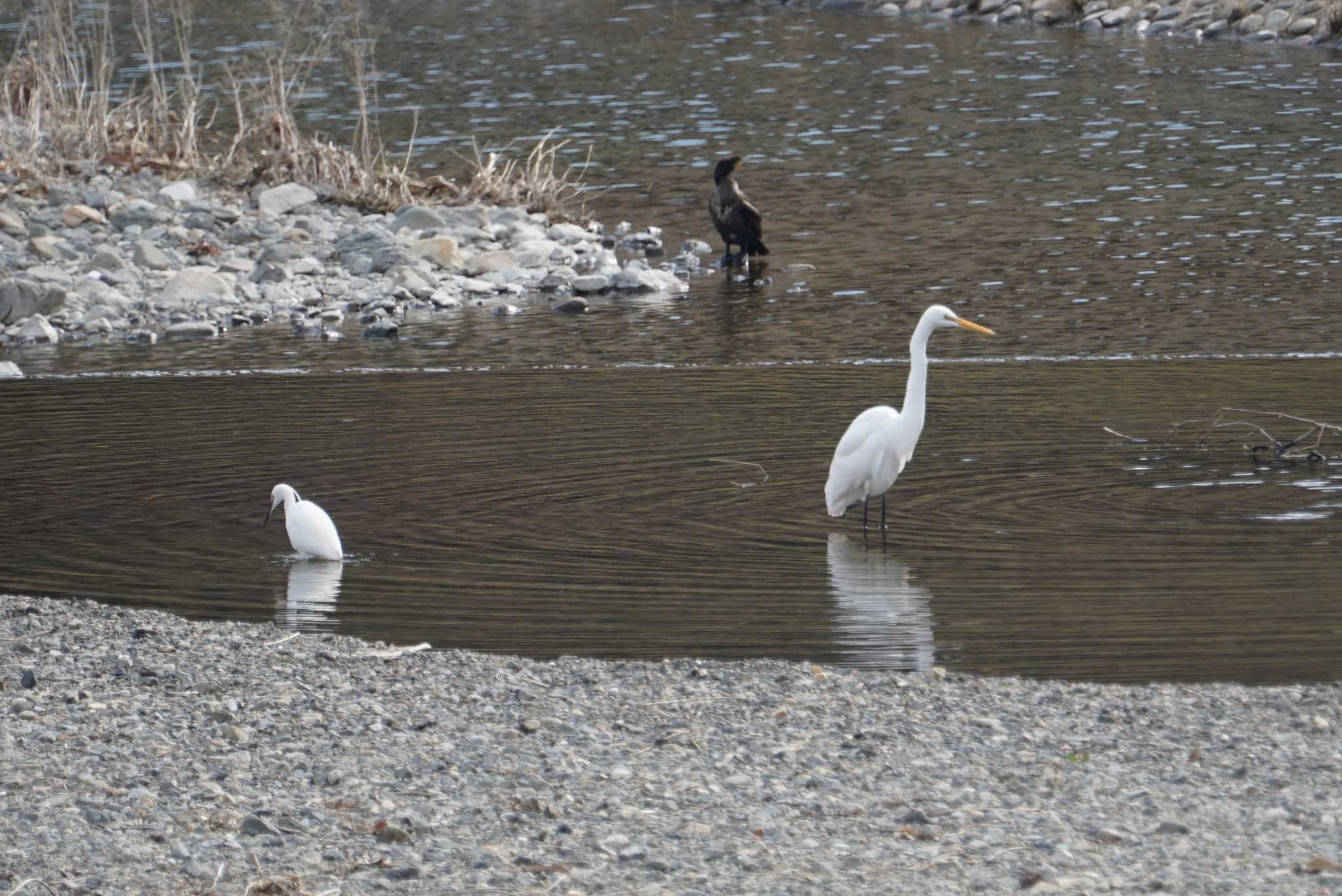 Photo of Great Egret at 芥川 by マル