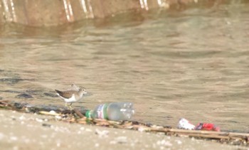 2022年11月3日(木) ふなばし三番瀬海浜公園の野鳥観察記録