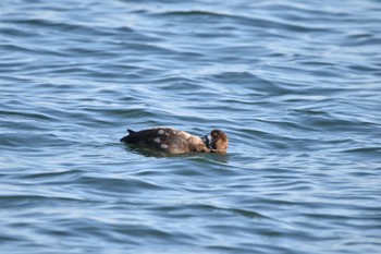 スズガモ ふなばし三番瀬海浜公園 2022年11月3日(木)