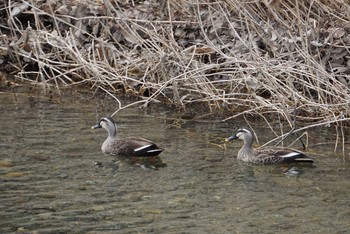 Eastern Spot-billed Duck 芥川 Sat, 2/17/2018