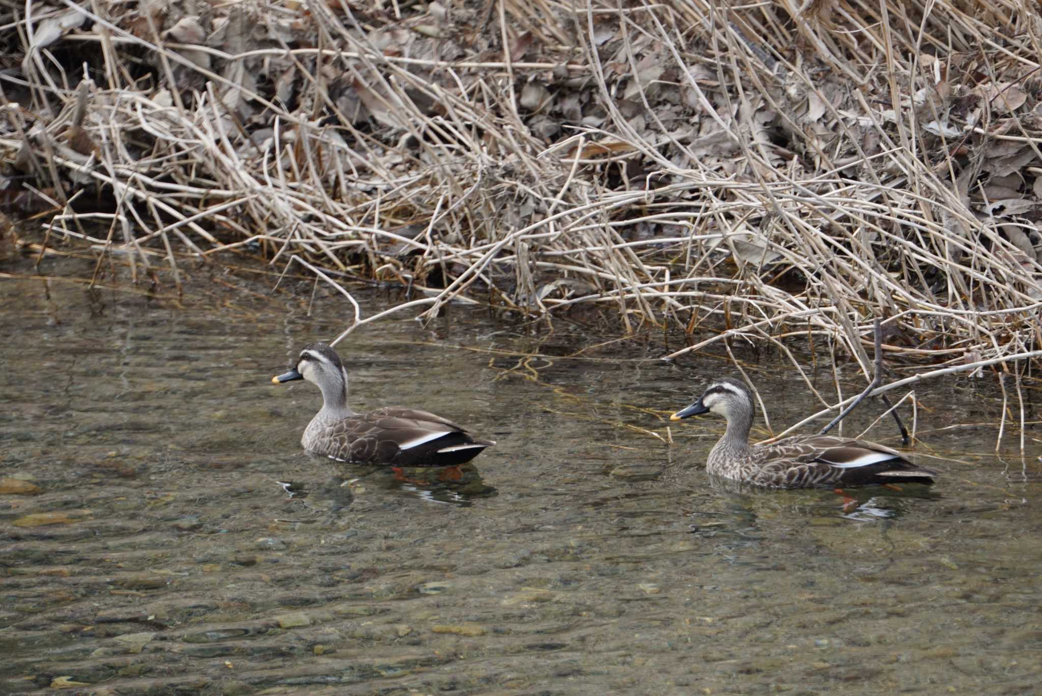 Photo of Eastern Spot-billed Duck at 芥川 by マル