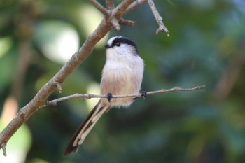 2022年11月3日(木) 馬見丘陵公園の野鳥観察記録