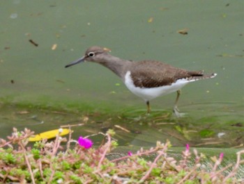 Common Sandpiper Manko Waterbird & Wetland Center  Wed, 11/2/2022