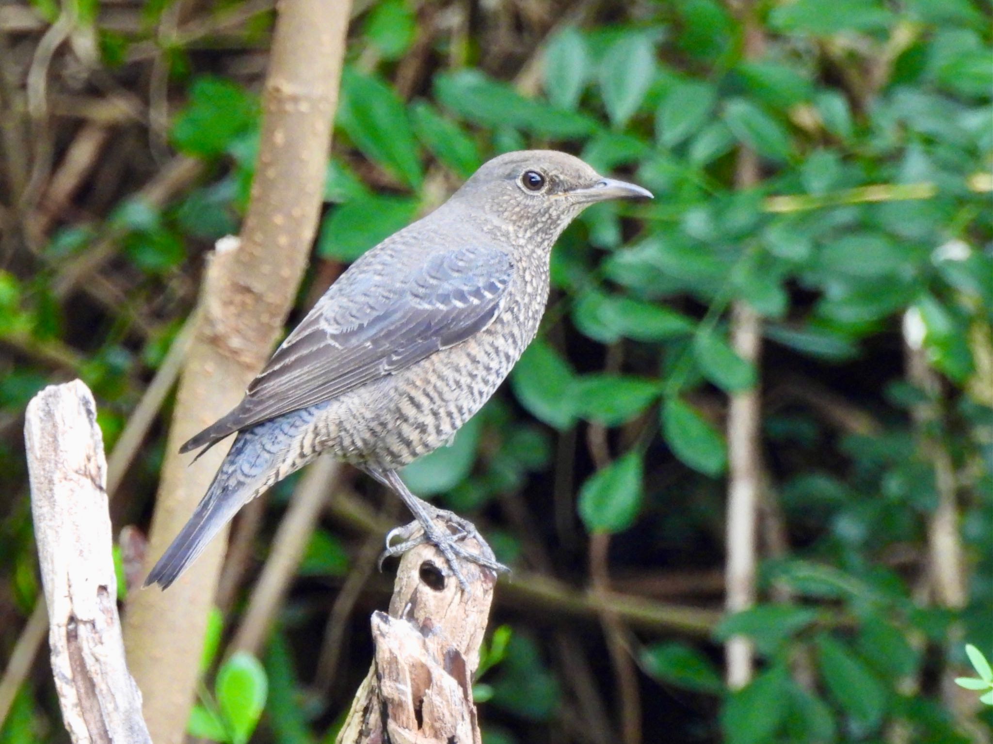 Blue Rock Thrush