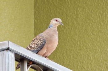 Oriental Turtle Dove(stimpsoni) Manko Waterbird & Wetland Center  Wed, 11/2/2022