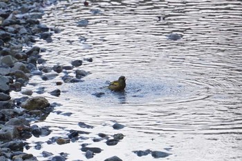 Grey-capped Greenfinch 芥川 Sat, 2/17/2018