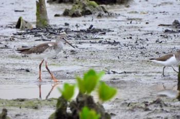 アカアシシギ 漫湖水鳥・湿地センター 2022年11月2日(水)