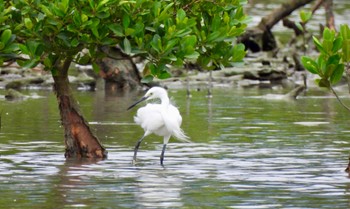 Little Egret Manko Waterbird & Wetland Center  Wed, 11/2/2022