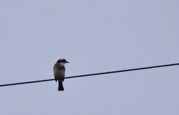 Light-vented Bulbul Manko Waterbird & Wetland Center  Wed, 11/2/2022