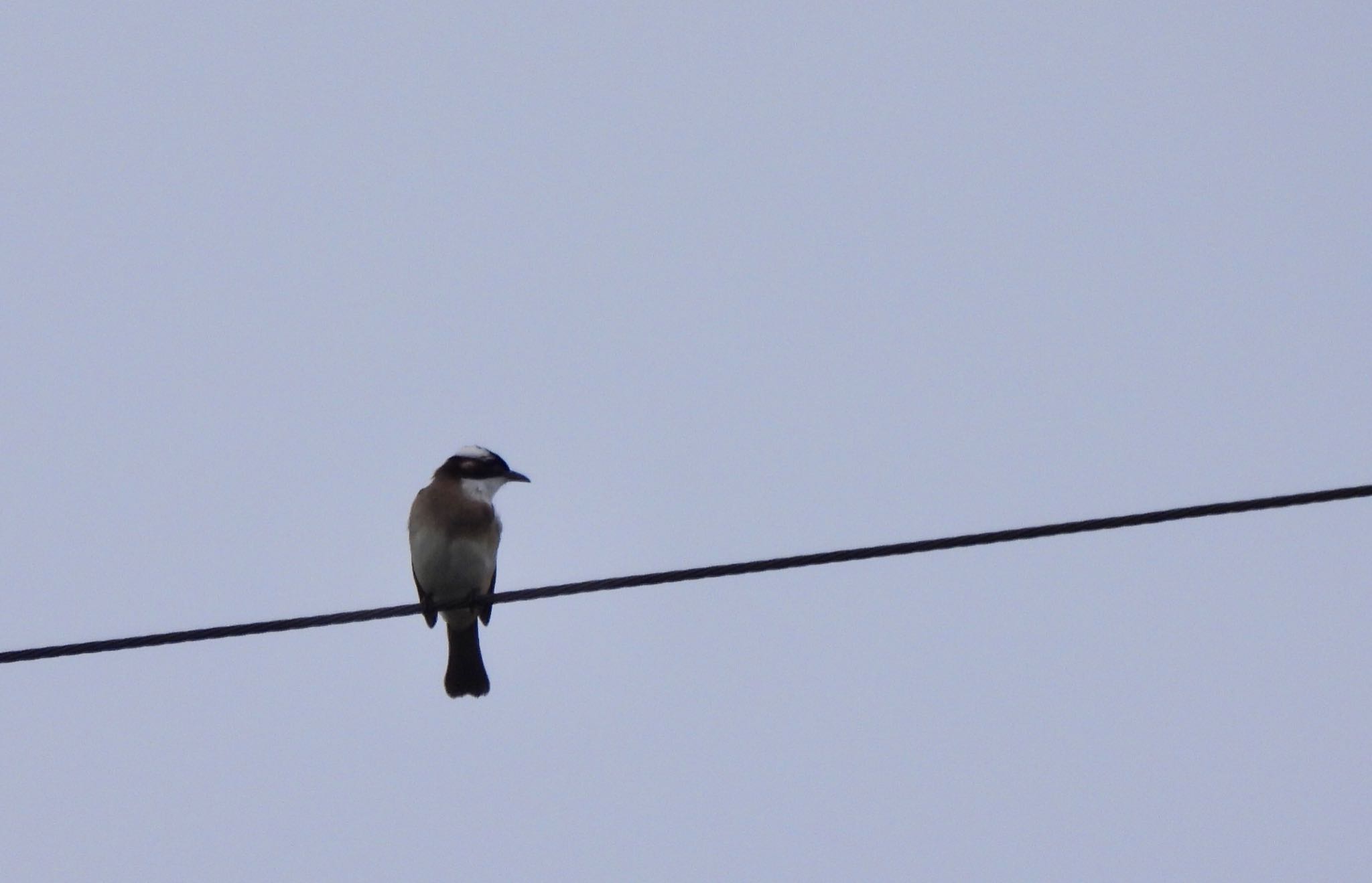 Light-vented Bulbul