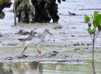 Common Redshank Manko Waterbird & Wetland Center  Wed, 11/2/2022