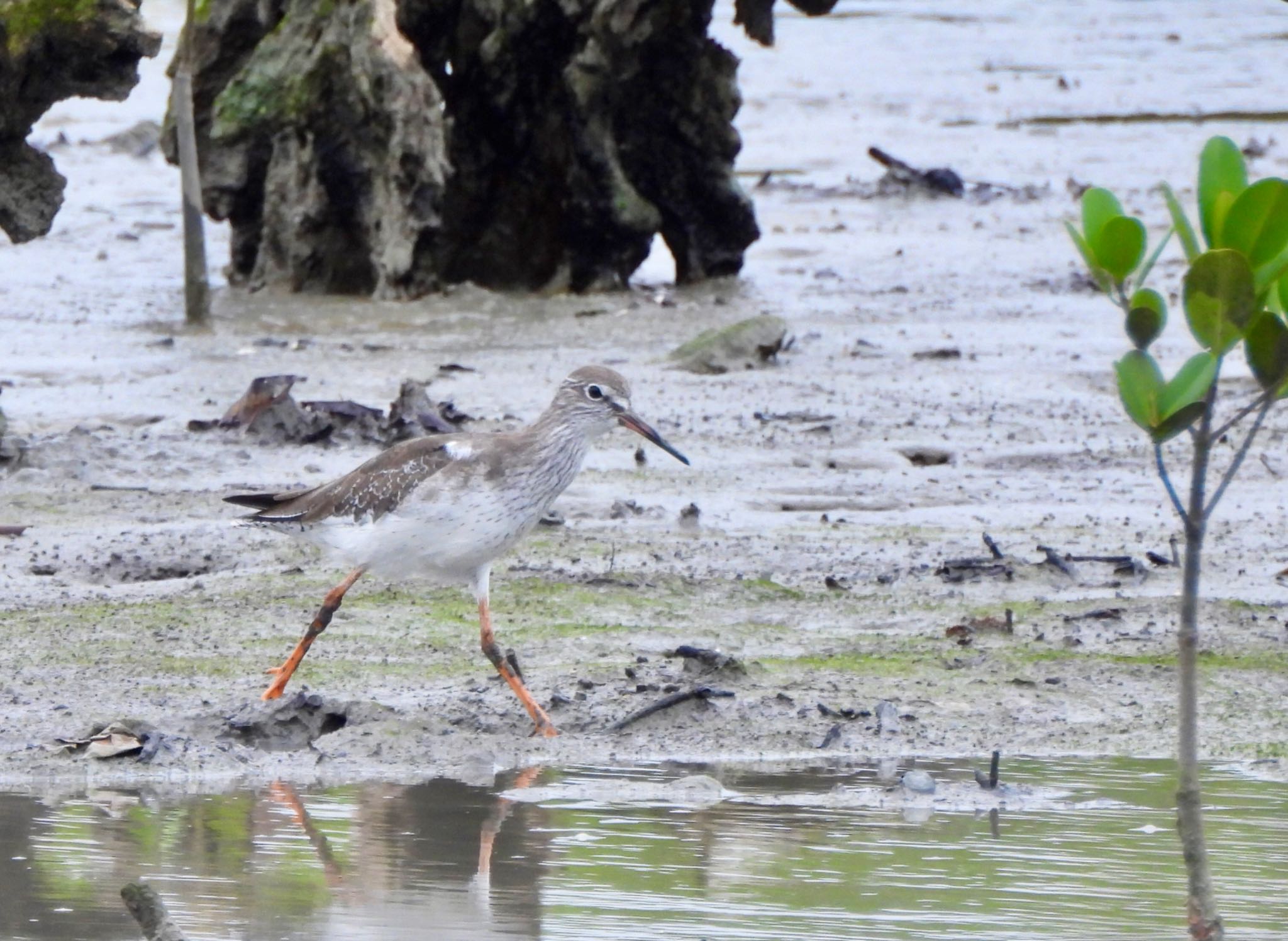 Common Redshank