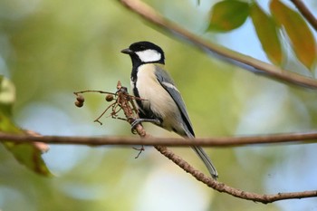 シジュウカラ 水広公園 2022年10月22日(土)