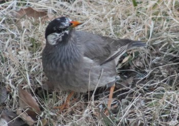 White-cheeked Starling 夫婦池公園 Sun, 2/18/2018