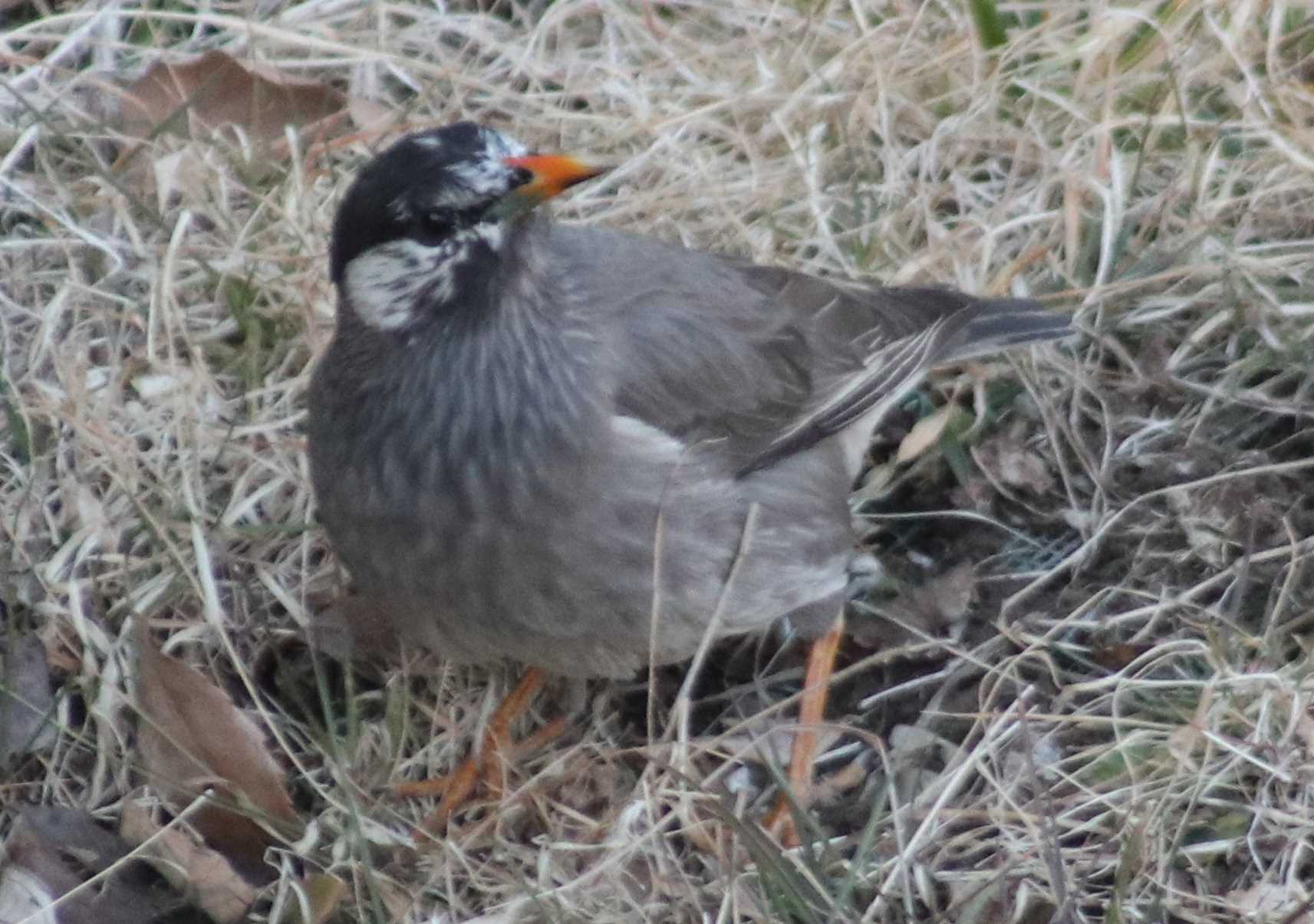 Photo of White-cheeked Starling at 夫婦池公園 by HISA HISA