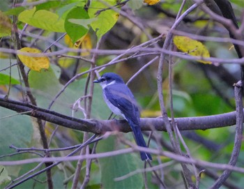 Ryukyu Minivet 東京都立桜ヶ丘公園(聖蹟桜ヶ丘) Sat, 10/29/2022