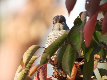 Thu, 11/3/2022 Birding report at 千里南公園