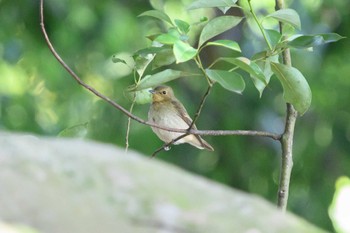 Narcissus Flycatcher Hattori Ryokuchi Park Thu, 11/3/2022