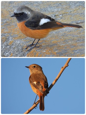 2022年11月3日(木) 埼玉県川口市の野鳥観察記録