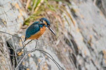 Common Kingfisher Akashi Park Tue, 2/13/2018