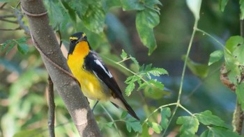 2022年11月3日(木) 大阪鶴見緑地の野鳥観察記録