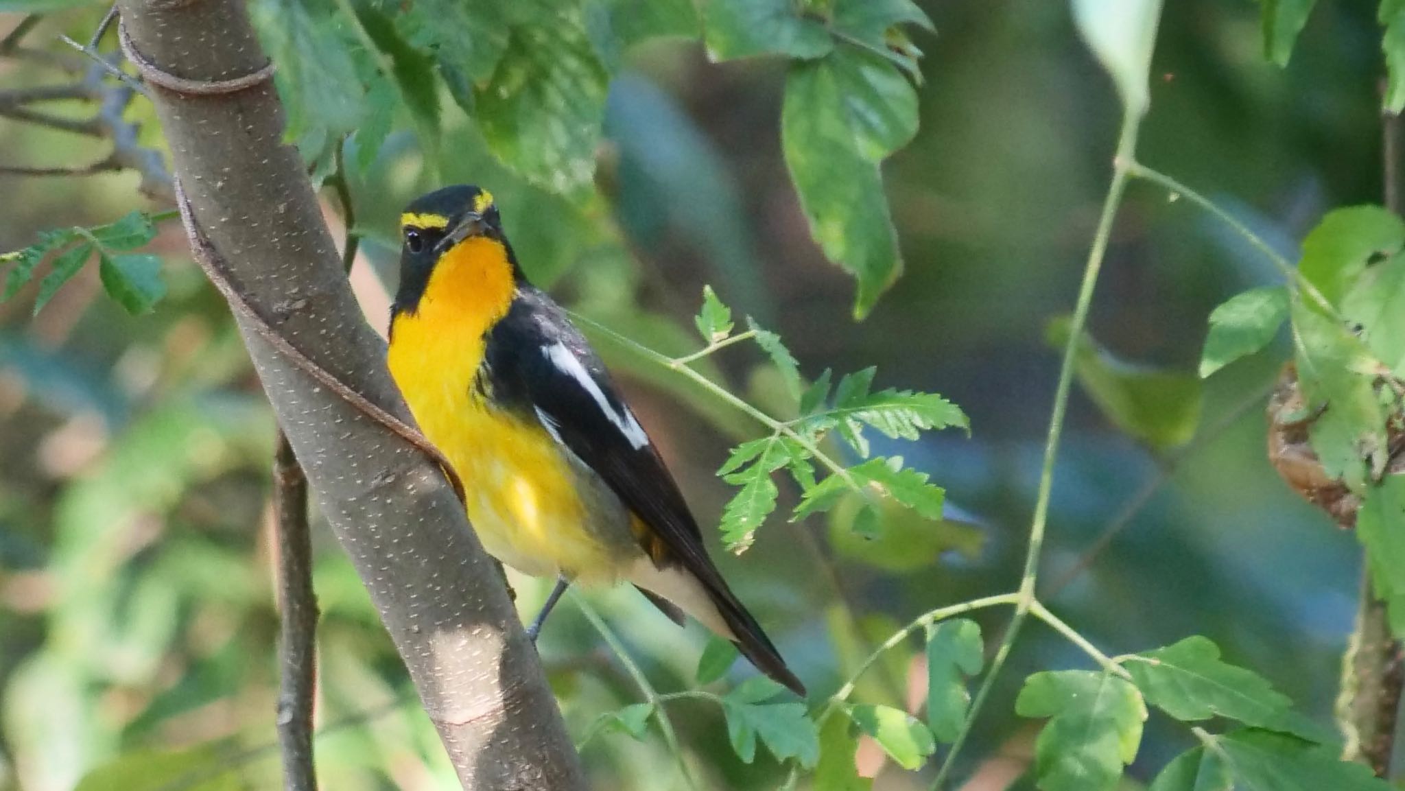 Narcissus Flycatcher