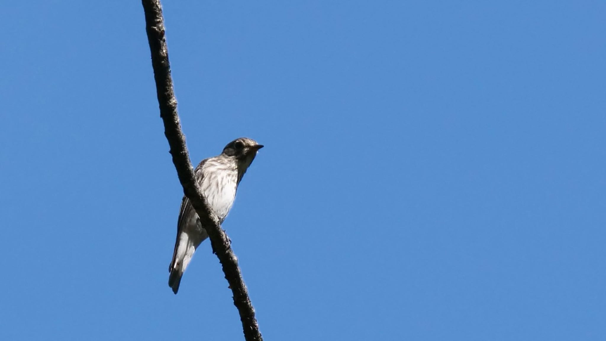 Grey-streaked Flycatcher