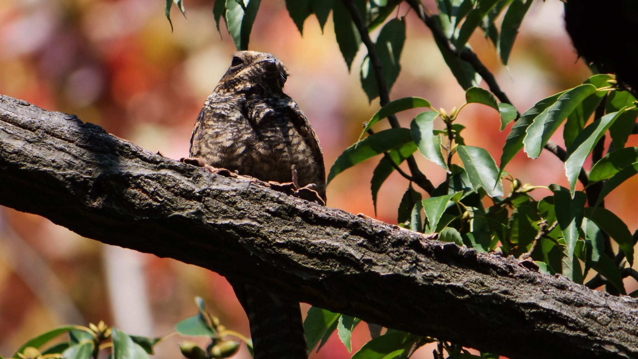 Photo of Grey Nightjar at Osaka Tsurumi Ryokuchi by コゲラ