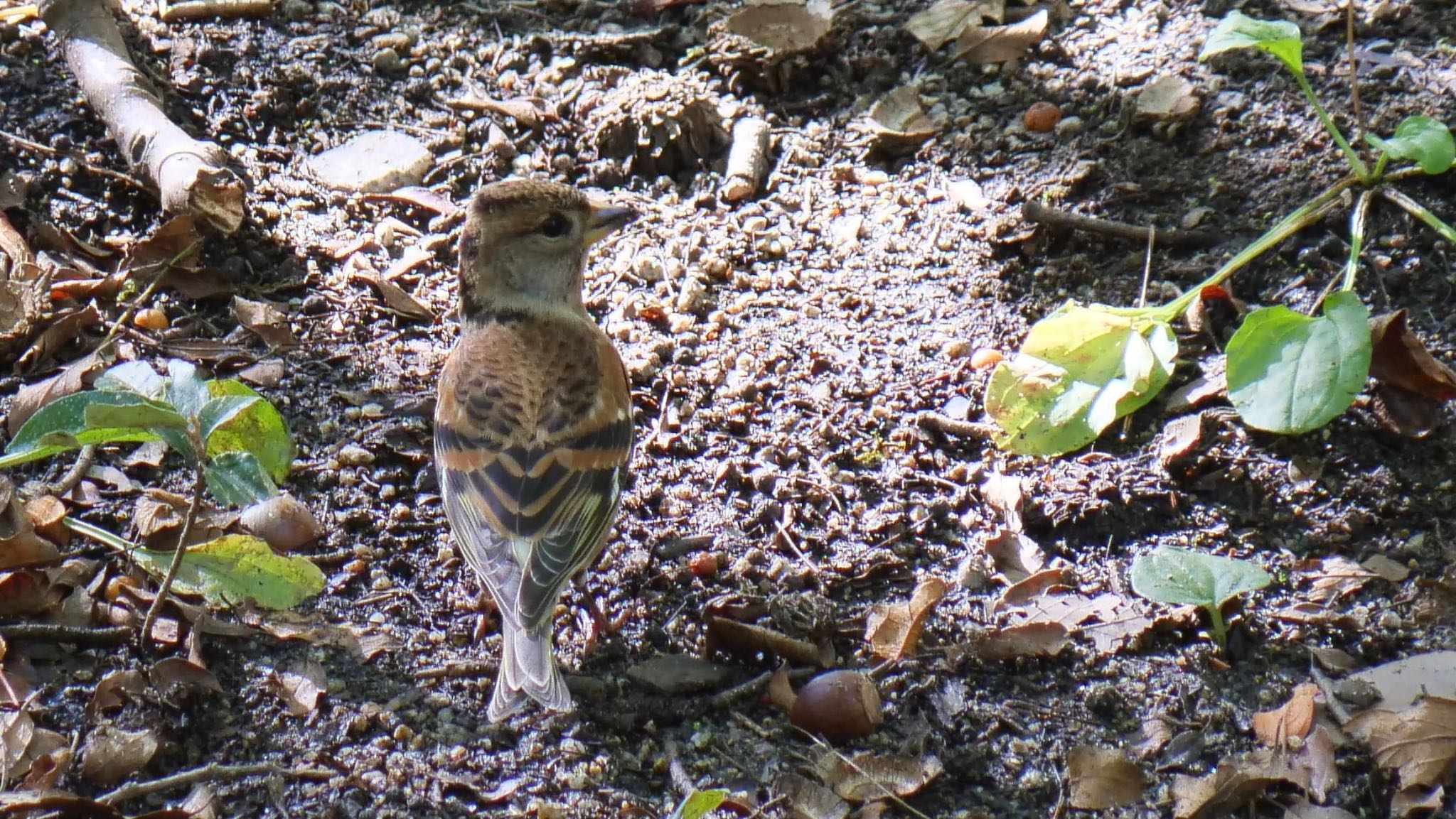 Photo of Brambling at Osaka Tsurumi Ryokuchi by コゲラ