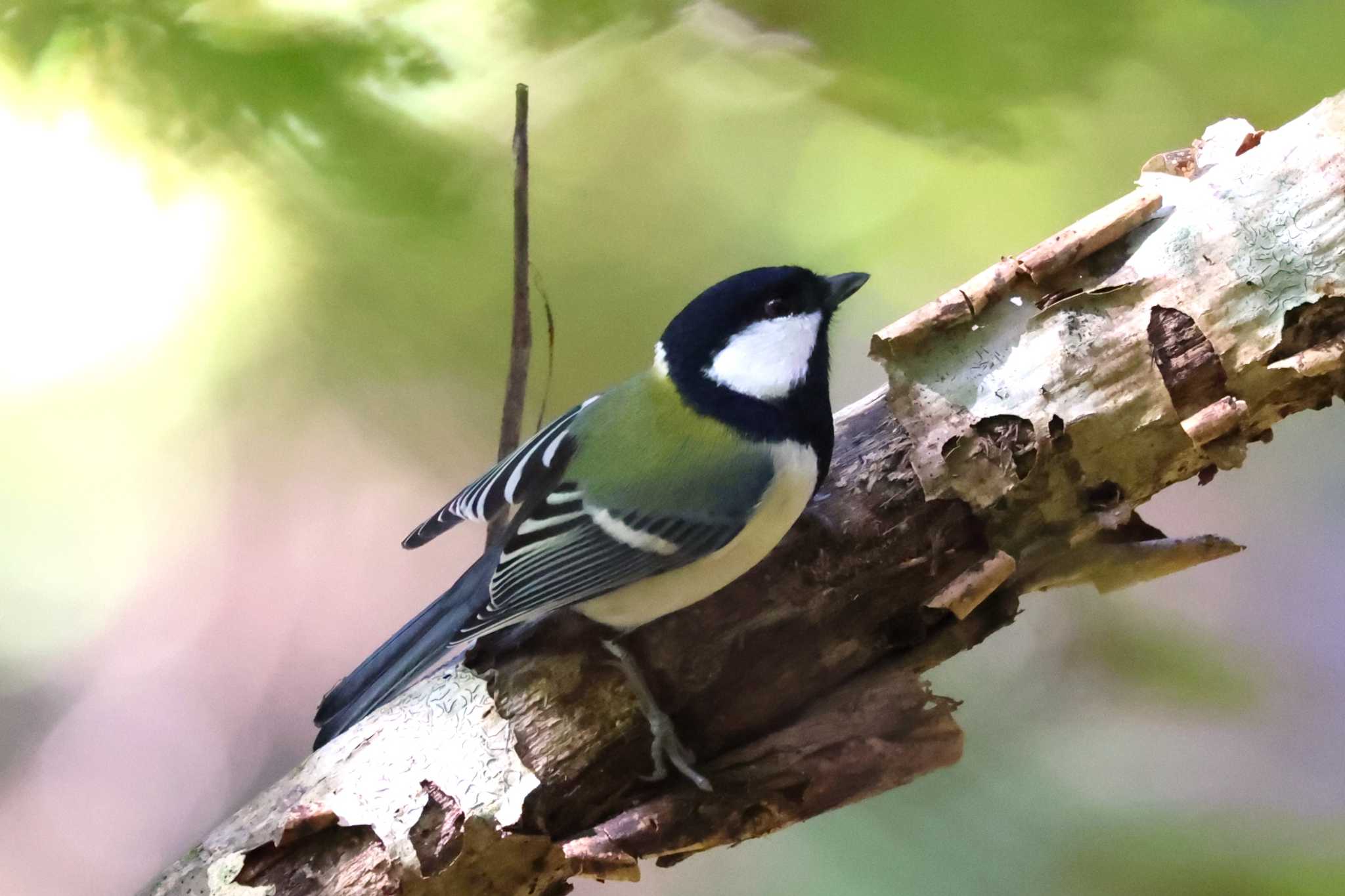 シジュウカラ