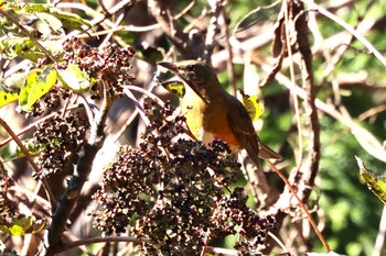 2022年11月3日(木) 早戸川林道の野鳥観察記録