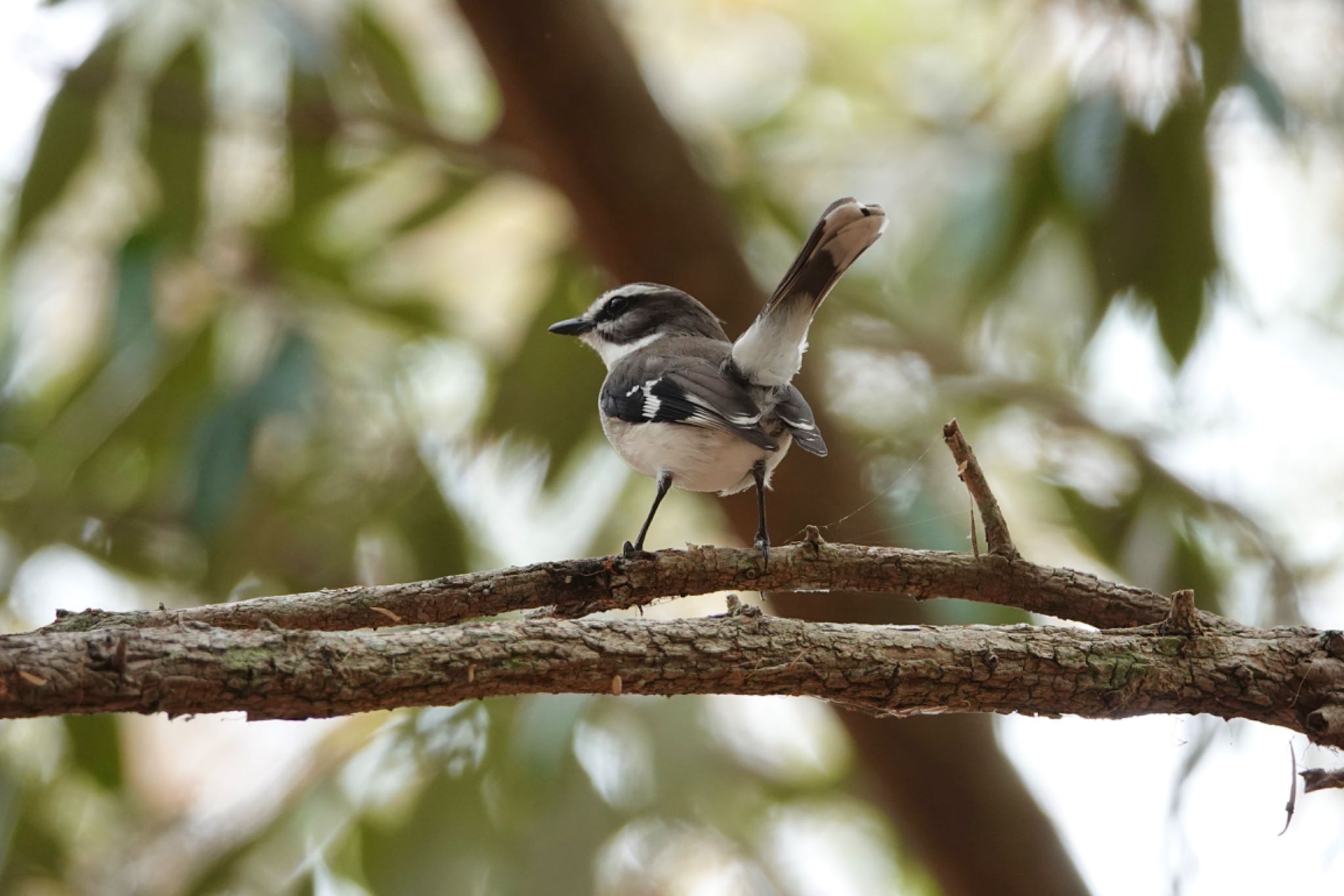 QLD,Australia マミジロヒタキの写真 by のどか