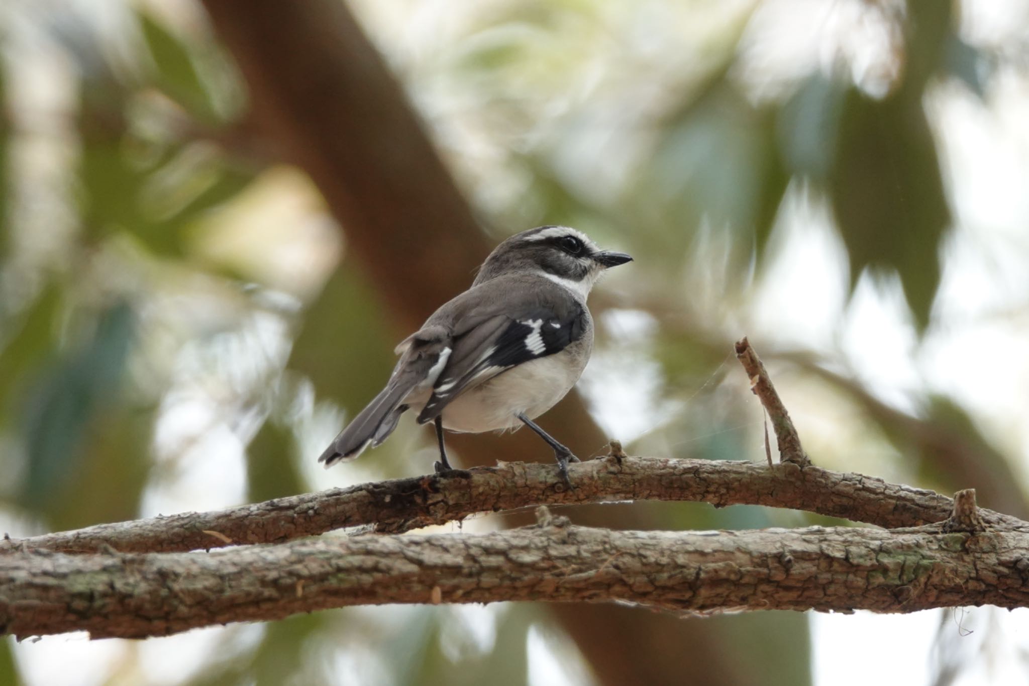 White-browed Robin