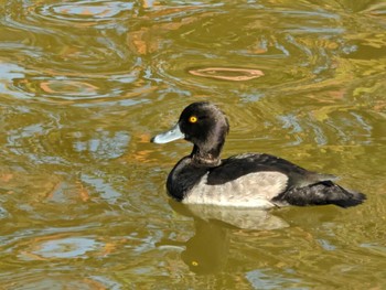 Thu, 11/3/2022 Birding report at Ueno Park