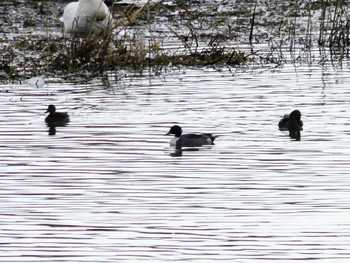 Northern Pintail 長都沼(千歳市) Thu, 11/3/2022